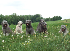 05 Die gesamte Hundefamilie im Mai 2003